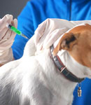 هر چیزی که باید درباره واکسیناسیون حیوانات خانگی در  دامپزشکی کارما گیتی بدانید