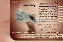 پایدار میلاد