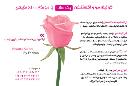 کراتینه و اکستنشن بیات