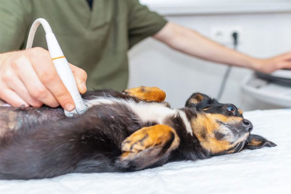 مراقبتهای ضروری بعد از تشخیص بارداری سگ