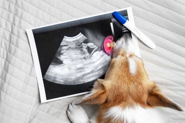 از کجا بفهمیم سگمان باردار است؟