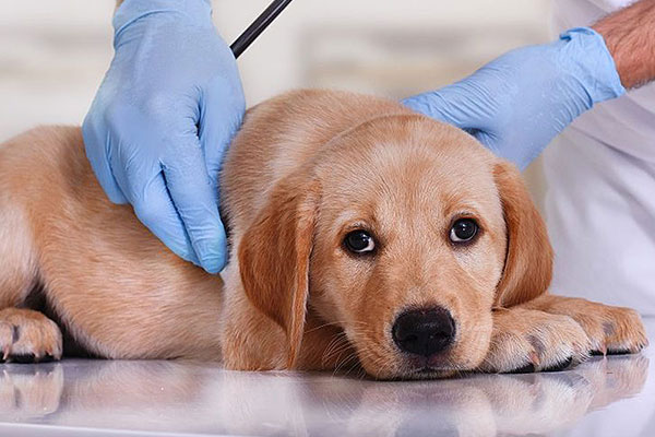 بیماری های چشم در سگ ها