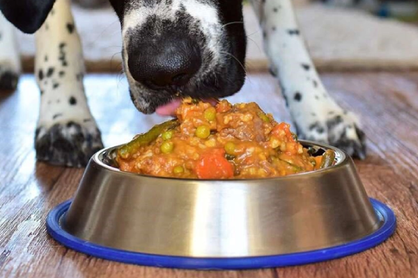 چه مواد غذایی باید در رژیم غذایی سگ وجود داشته باشد