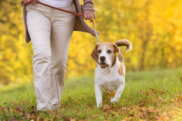 ۱۰نکته طلایی که قبل از سرپرستی سگ که باید بدانید