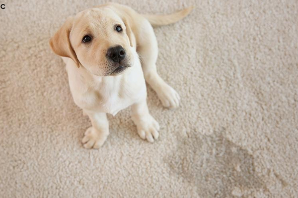 تشخیص عفونت ادراری در حیوانات خانگی