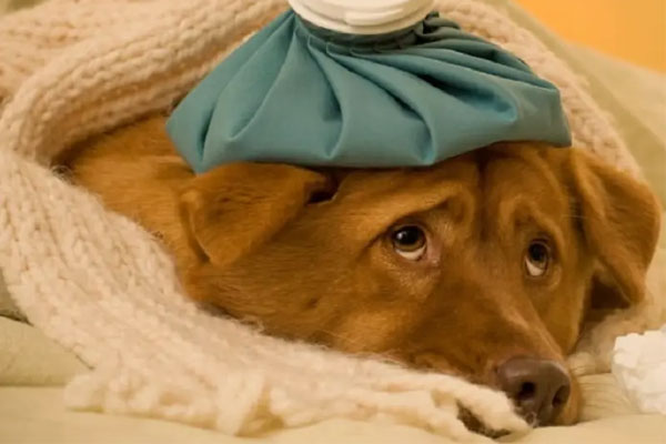 چگونه بفهمیم حیوان خانگی ما درد دارد؟