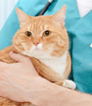 عقیم سازی حیوانات خانگی در کلینیک دامپزشکی کارما گیتی، روش‌های انجام و فواید