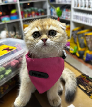 از غذا تا مراقبت، ملزومات حیوان خانگی که باید داشته باشید