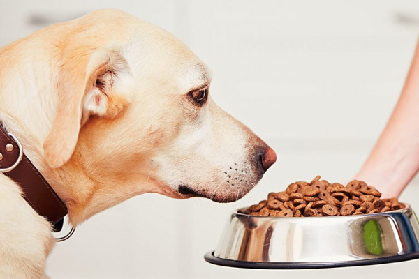 مناسب ترین برند برای سگ بالغ با حساسیت غذایی چیست؟