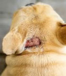 درمان زخم حیوانات خانگی در کلینیک دامپزشکی کارما گیتی