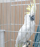 مراجعه به دامپزشکی پرندگان زینتی را جدی بگیرید!بیمارستان تخصصی دامپزشکی شرق