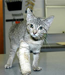نحوه تشخیص جراحی شکستگی دست گربه در دامپزشکی شرق+ نکات