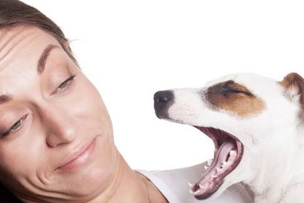 بوی بد دهان سگ و گربه از چه چیزی ناشی می‌شود؟