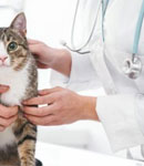 هزینه ای به صرفه برای سلامتی حیوان شما در  کلینیک دامپزشکی مهرگان، عقیم سازی