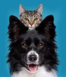 مامایی سگ و گربه و مراقبت بهتر در  کلینیک دامپزشکی نلا