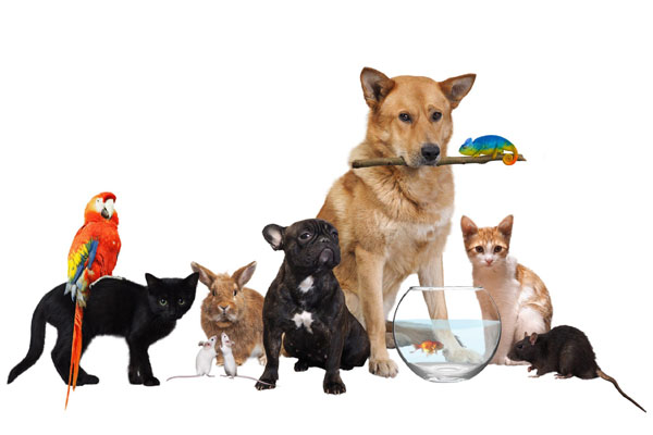 بهترین حیوانات خانگی برای نگهداری در آپارتمان