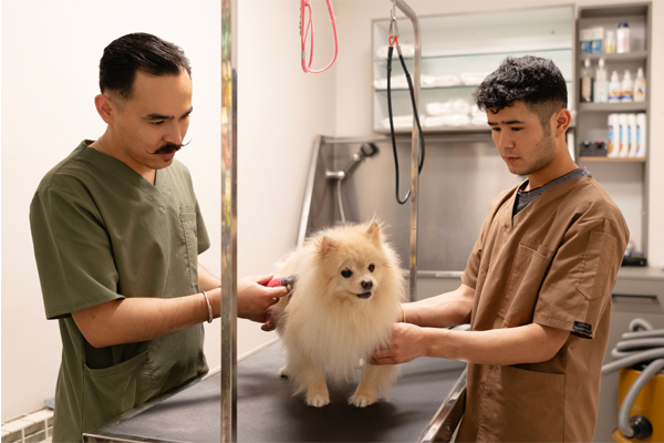 ۸ راز مهم که به سلامت حیوان خانگی شما کمک میکنند