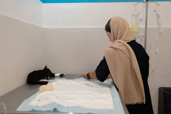 عقیم‌سازی سگ چیست؟